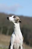 WHIPPET 381